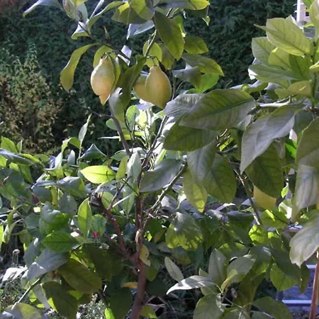 My Sweet * Sauerlach